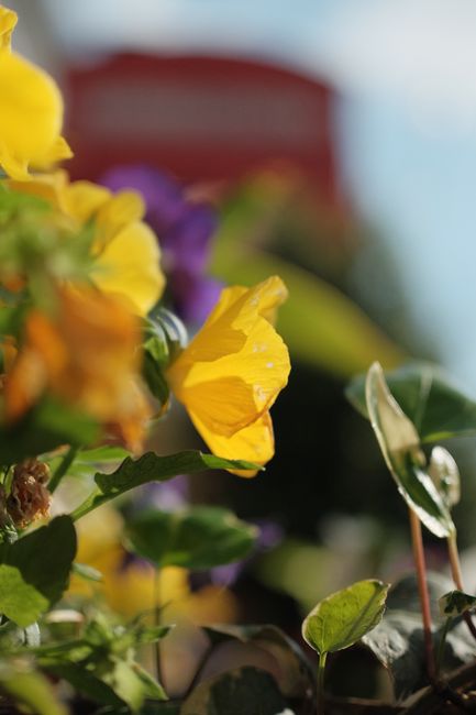 Close-up of a floral arrangement featuring vibrant yellow flowers, possibly pansies or similar blooms, with delicate petals and fresh green stems and leaves. The flowers are wrapped in light-colored p